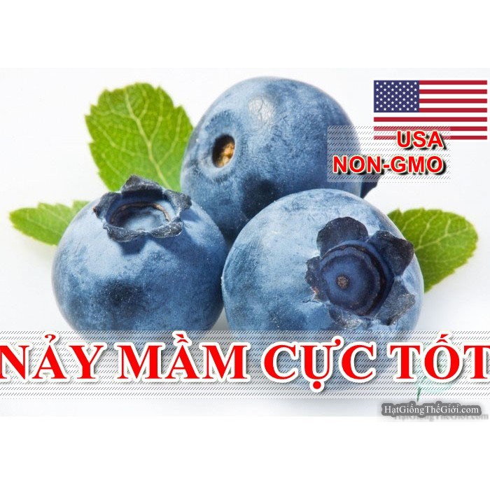 30h Hạt Giống Quả Việt Quất BlueBerry (B3.303| A4*X54)