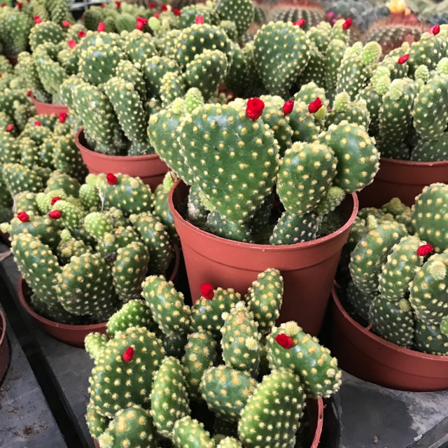 Xương rồng tai thỏ