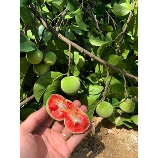 CÂY CHAY GIỐNG RUỘT ĐỎ TRÁI XANH