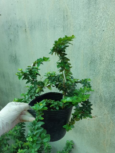 Cây kim quýt thái bonsai DÁNG ĐỔ CHẬU LU
