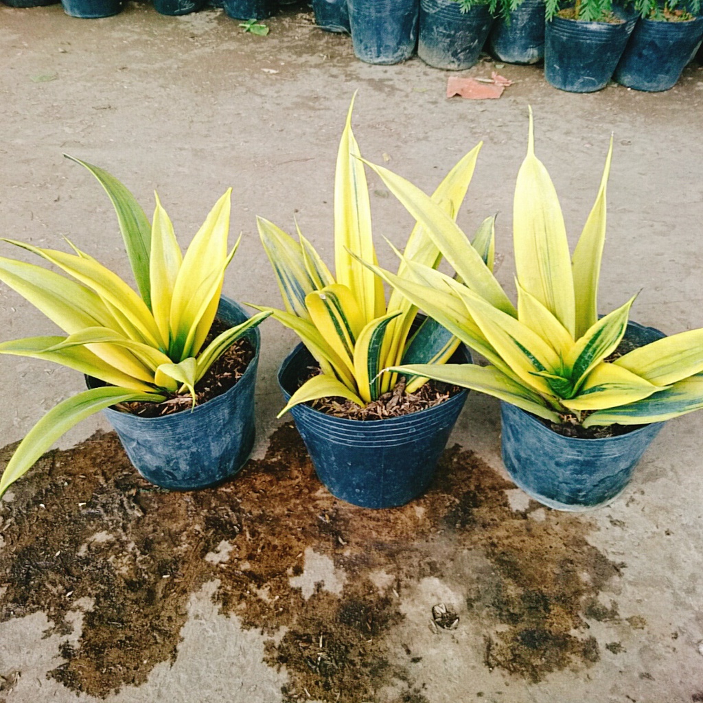 Cây Lưỡi Hổ Hoàng Kim - cây cảnh để bàn - caykiengsadec