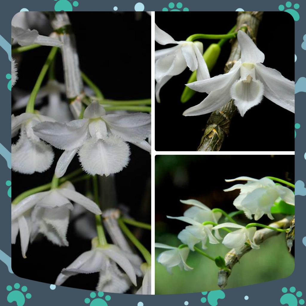 [Siêu Sale] combo 3 loại giã hạc trắng, năm cánh trắng trưởng thành 4-5 ngọn