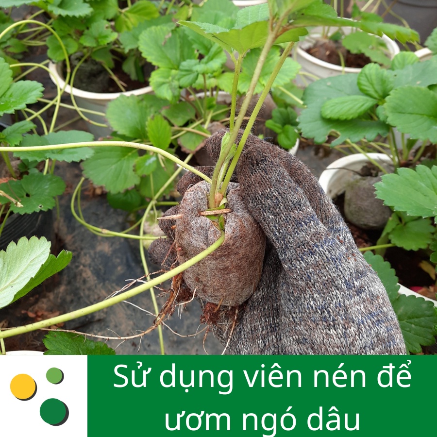 Viên nén sơ dừa thùng 1000 viên, thương hiệu LAFA, chuyên ươm hạt giống, cây giống