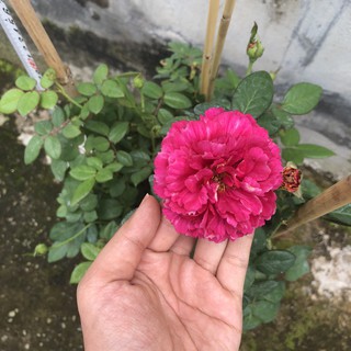 Hồng bụi ligare 230 size chậu c10