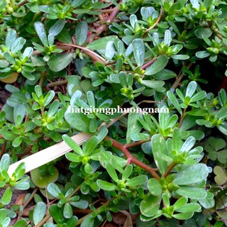 HẠT GIỐNG RAU SAM