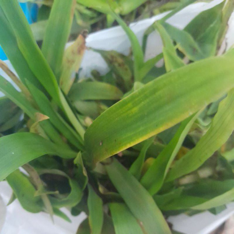 Cây dạ dày, cây bao tử, cỏ linh chi