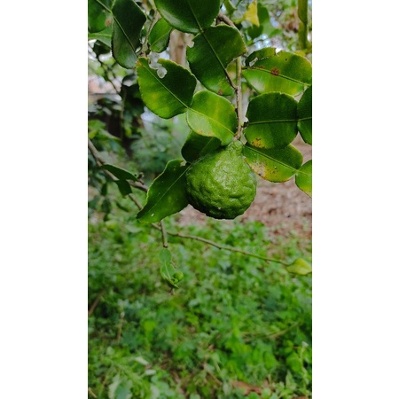 Trái chúc  hữu cơ nhà trồng 500 gram