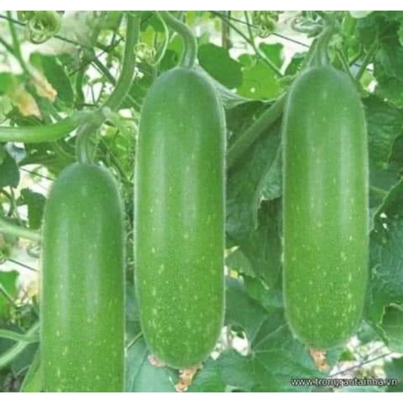 Hạt giống bí đao chanh bốn mùa f1 Nảy mầm cực đỉnh siêu trái