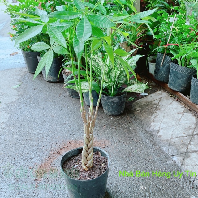 Kim Ngân Thắt Bính 30cm