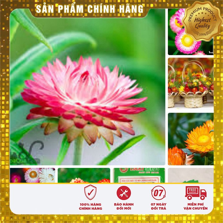 Hạt Giống Hoa Cúc Bất Tử(50 hạt)
