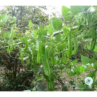 HẠT GIỐNG ĐẬU RỒNG