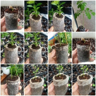 Viên nén xơ dừa dùng để ươm hạt giống