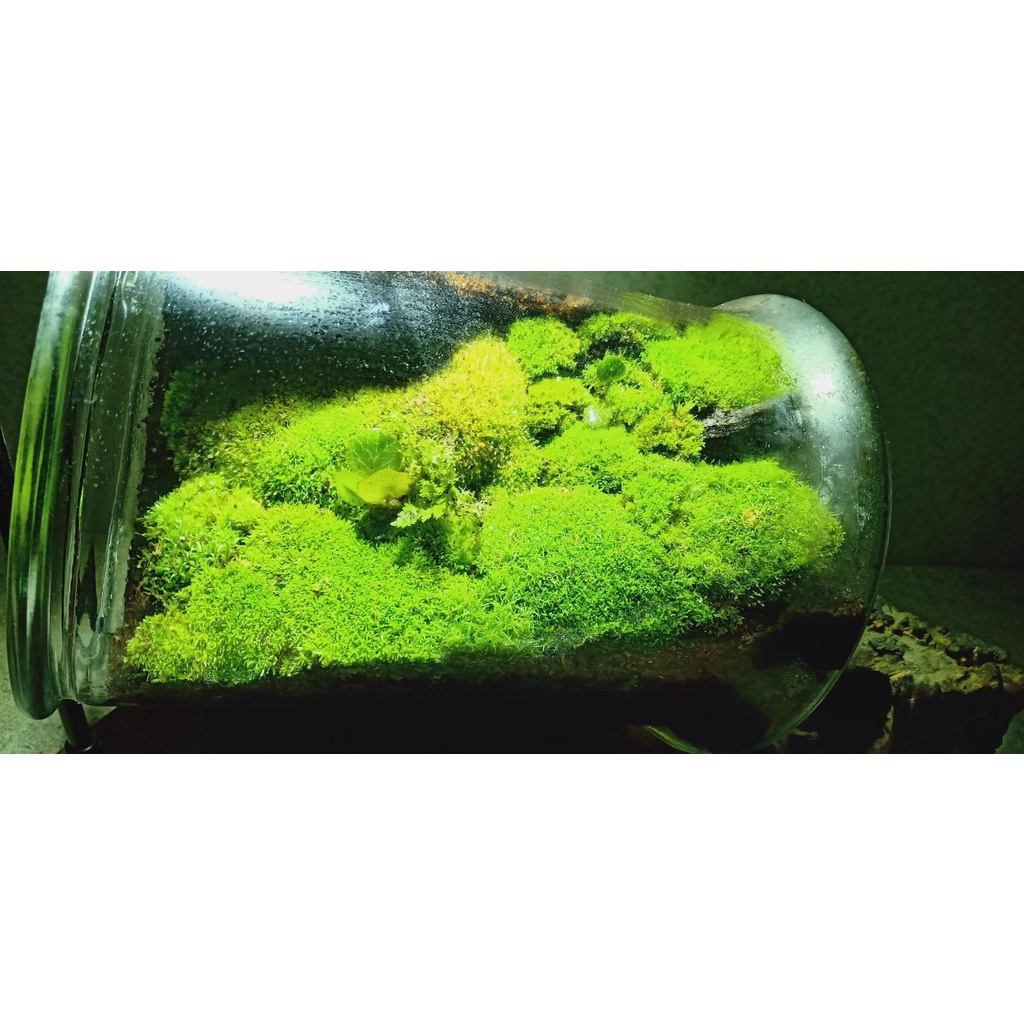 RÊU CỎ ĐẮP CHẬU BOSAI VÀ SETUP BỂ TERRARIUM
