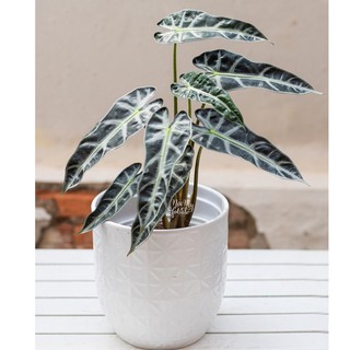 Môn Quan Âm - Cây kiểng lá để bàn