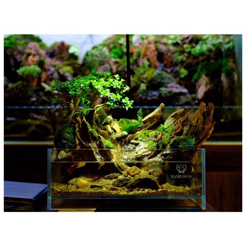 Lũa gỗ, lũa tạo bố cục, set hồ bán cạn, terrarium hồ cá nhỏ...