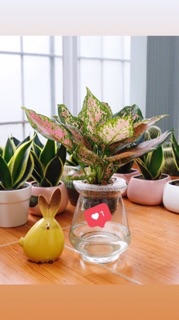 Bình thủy tinh trồng cây thủy sinh
