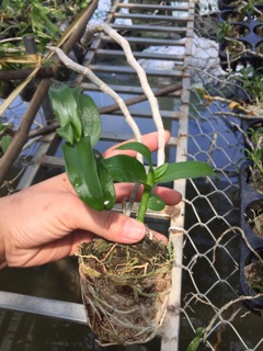 Phong lan phi điệp tím