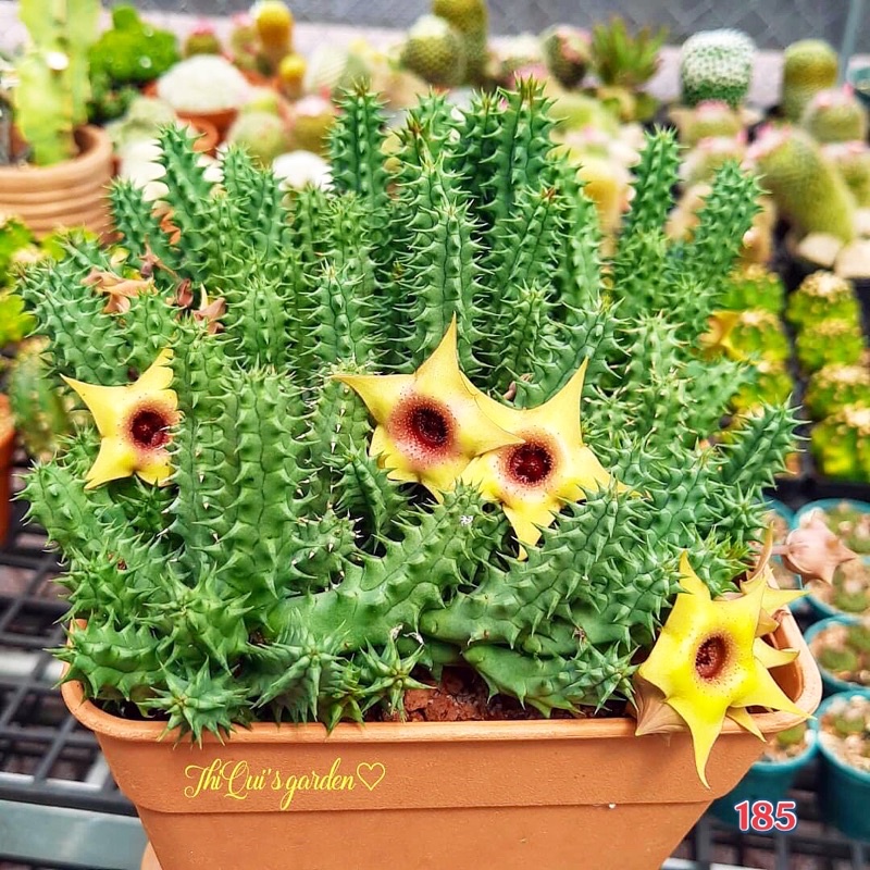 Xương rồng sao biển hoa đẹp mẫu mới