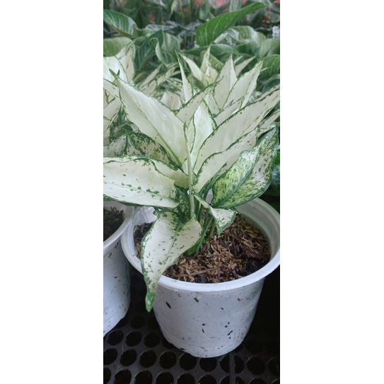 Cây Ngọc Bích Hàng Đẹp