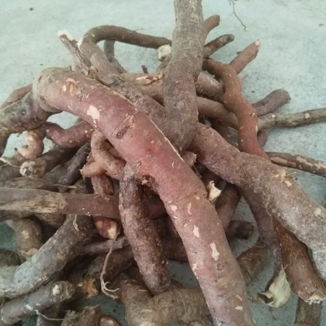 Hà thủ ô trắng