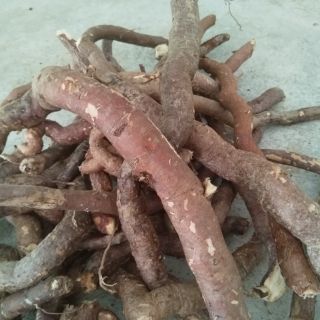 Hà thủ ô trắng