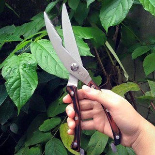 Kéo cắt gà kai japan