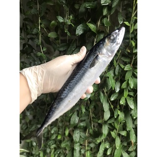Cá sapa / cá thu nhật | giao nhanh hcm 1-2h