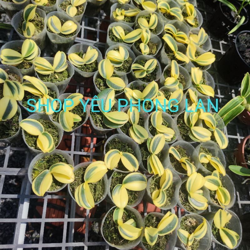 Lan Hồ Điệp lá phát tài sâu, âm dương, hàng tuyển