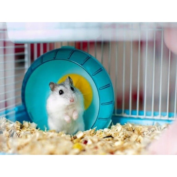 Mùn Cưa Trồng Cây Hoặc Lót Ổ Cho Thú Nuôi Hamster,Thỏ,Chim,Chuột...