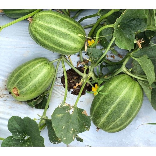 HẠT GIỐNG DƯA LÊ SỌC