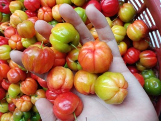 Mứt sơ ri Gò Công