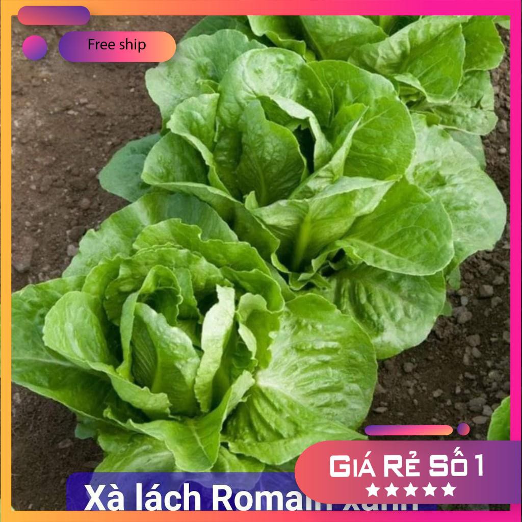 Hạt giống Xà Lách Romaine Xanh (2g)