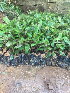 Cây giống sim