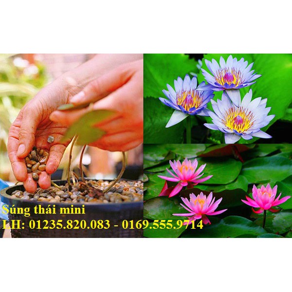 Hạt giống Súng Thái Mini