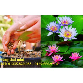 Hạt giống Súng Thái Mini