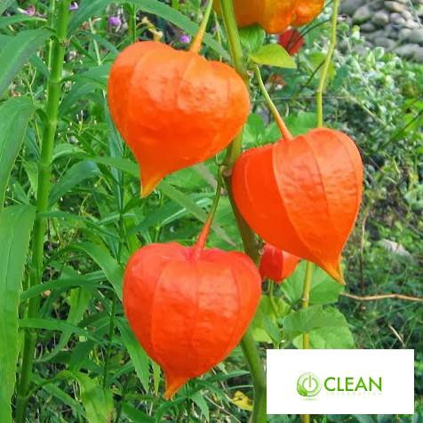 Hạt giống Anh đào đất, cây Thù dù, cây Tầm bóp