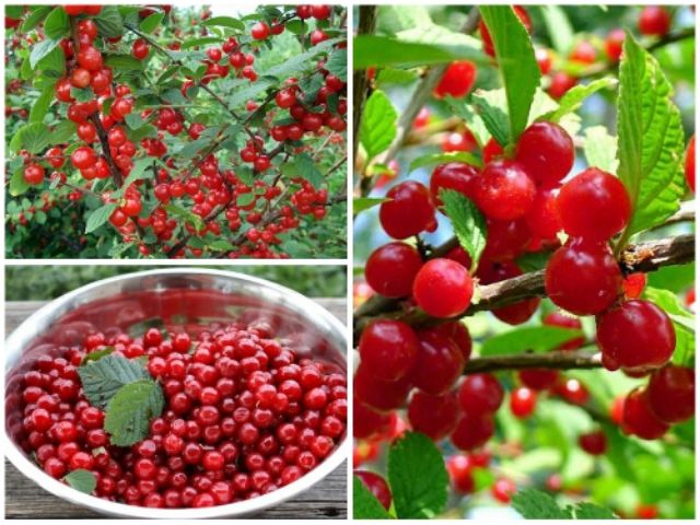 Gói 5 Hạt Giống Anh Đào Triều Tiên