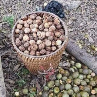 Chuyên óc chó nếp rừng sapa 0833605001