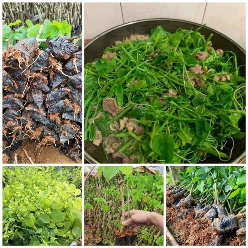 Com bo 10 cây giống bò khai