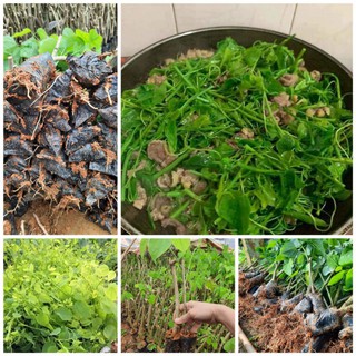 com bo 10 cây giống bò khai