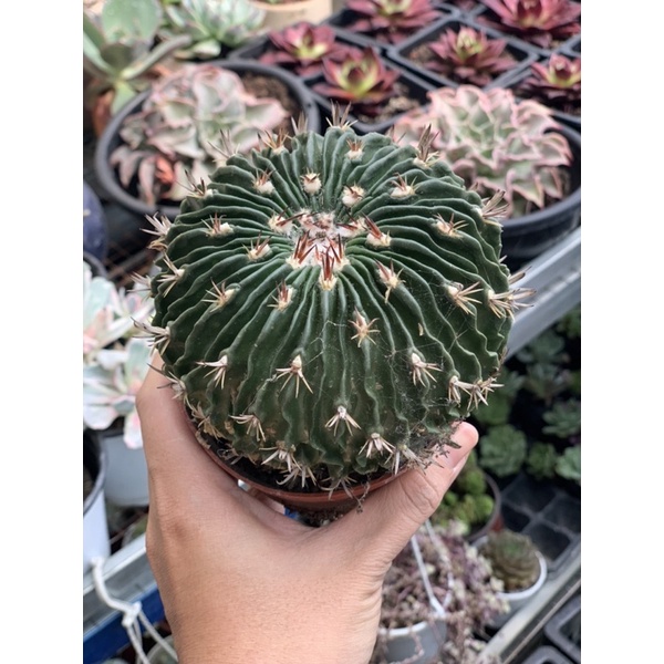 Xương rồng sóng gai- Trúc Ngọc (size 10-11cm)