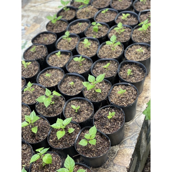 Hạt Giống Ớt Aji Charapita/ Ớt Peru Mắc Nhất Thế Giới Giống Chuẩn  - Dễ Trồng, Siêu Cay - MUA 3 TẶNG 1 CÙNG LOẠI