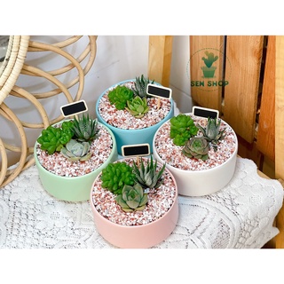Chậu men trồng cây ( trụ thấp màu pastel)