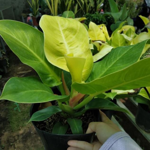 Trầu bà đế vương vàng (XẢ HÀNG)