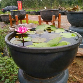 2KG ĐẤT TRỒNG SEN SÚNG, CÂY THỦY SINH