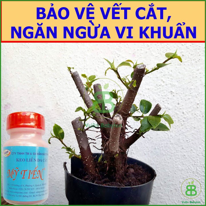 Keo liền da cây - Keo liền sẹo Mỹ Tiến lọ 100g