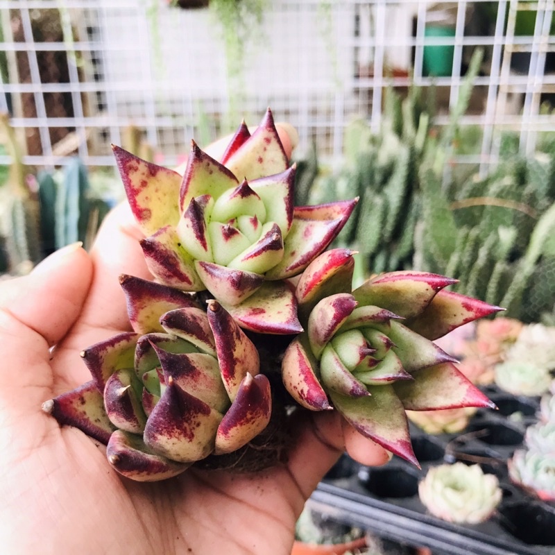 🌸SEN ĐÁ ĐẾ VƯƠNG VIỀN ĐỎ🔥_FREESHIP🌼_SIZE MINI, THUẦN KHÍ HẬU XUẤT XỨ ĐÀ LẠT, LỖI 1 ĐỔI 1