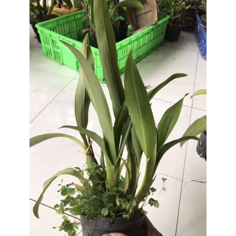 Hoa lan vũ nữ sưu tầm