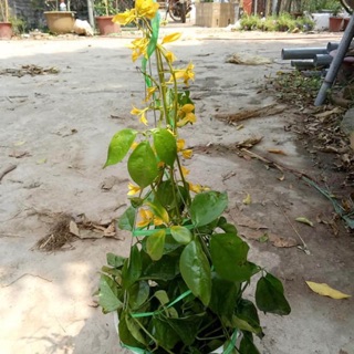 Cây giống  leo hoa lan hoàng dương/  mai thái xanh/ cúc leo mêxico