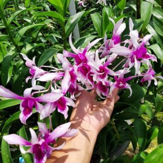 Hoa lan đenro nắng Alba xưa